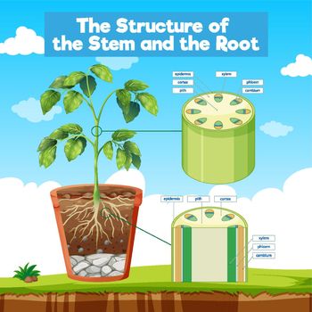 The Structure of the Stem and the Root illustration
