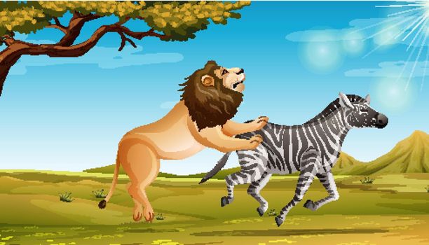 Wild lion hunting zebra in the savannah field illustration