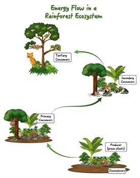 Energy flow in a rainforest ecosystem diagram illustration