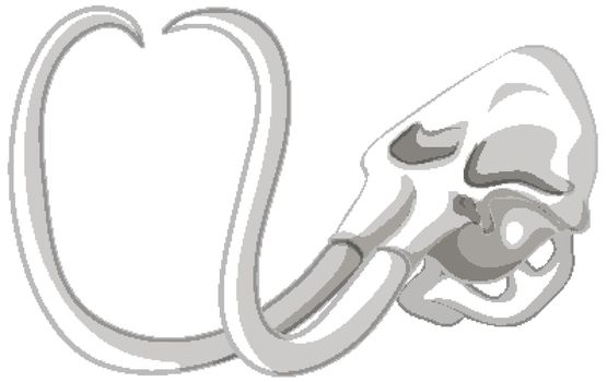 Isolated mammoth skull on white background illustration