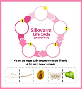 Diagram showing life cycle of Silkworm illustration