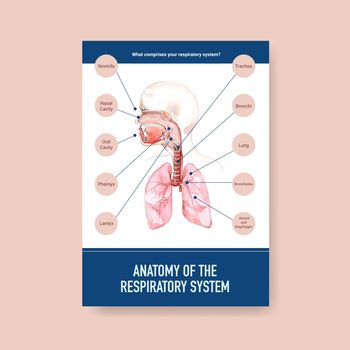 information about anatomy of the respiratory system and understanding an essential system