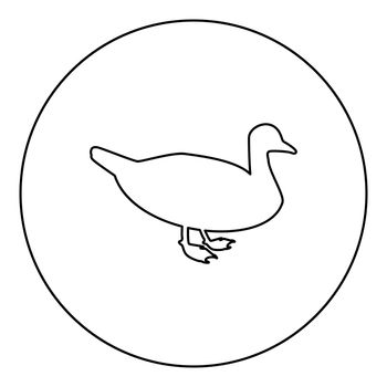 Duck Male mallard Bird Waterbird Waterfowl Poultry Fowl Canard silhouette in circle round black color vector illustration contour outline style image simple image