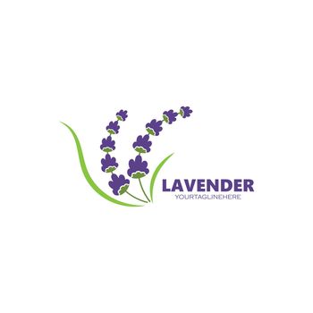 lavender flower vector illustration design template