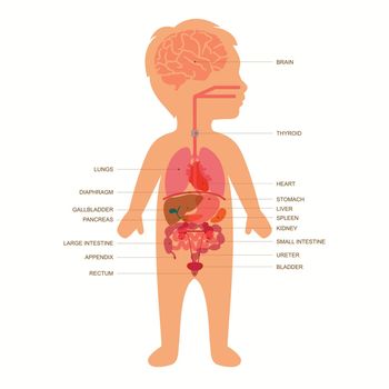 kid body, medical illustration, human organs, child anatomy