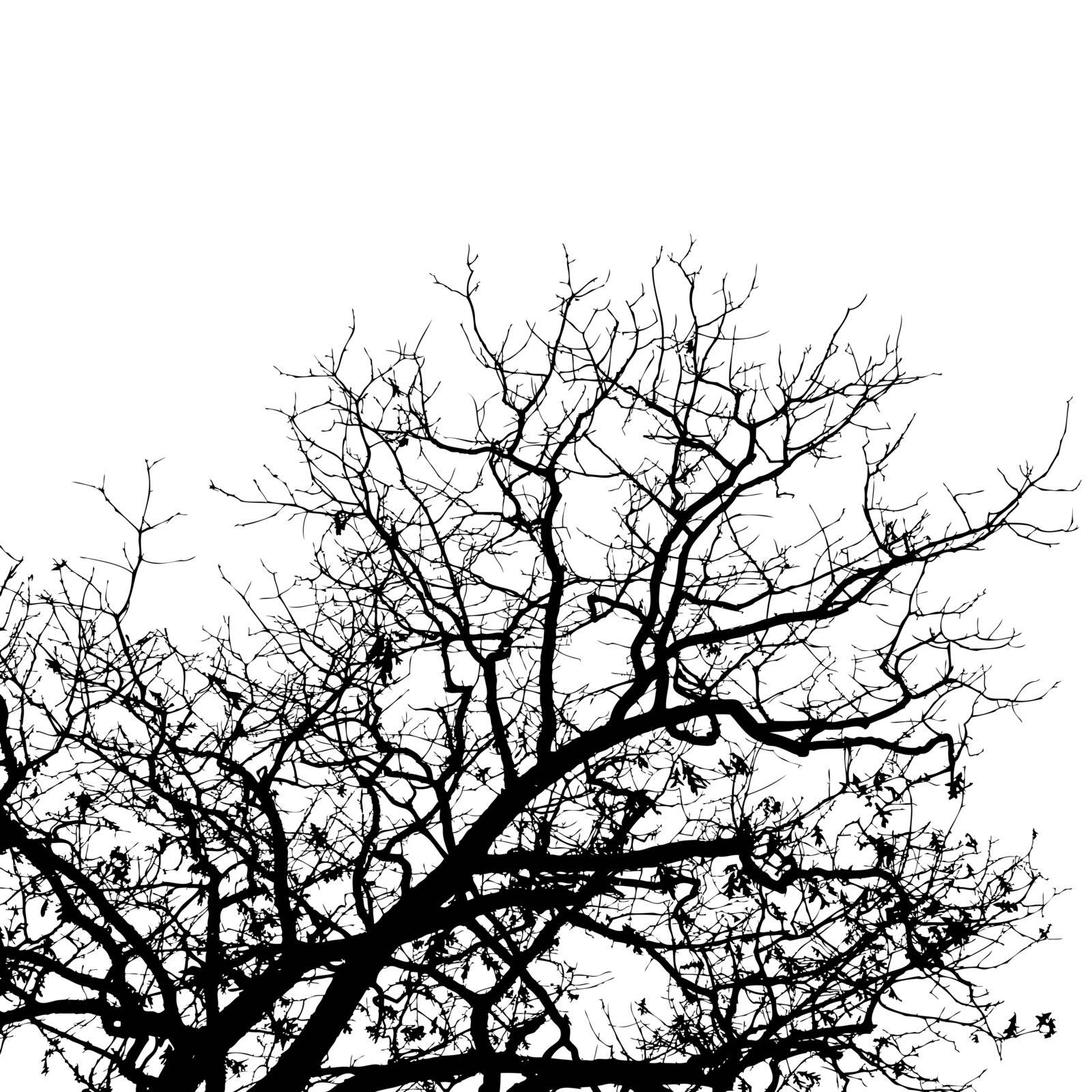 bare tree vector background by mike301
