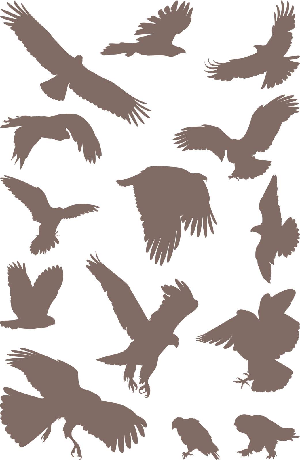 isolated silhouettes of bird predator on the white background
