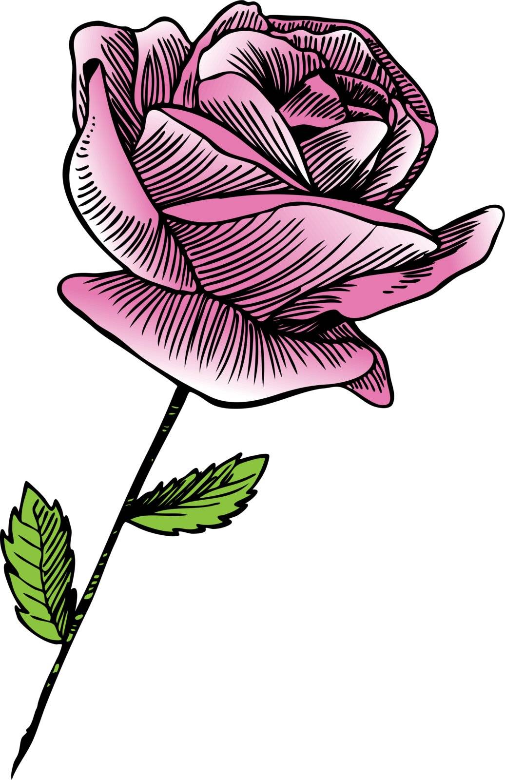 Hand drawn image of a pink rose.