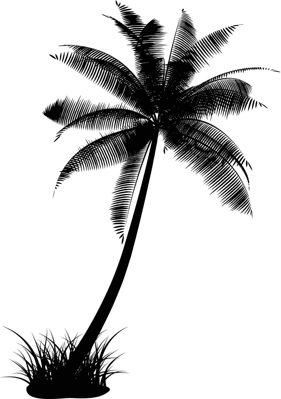 black sillhouette of palm tree