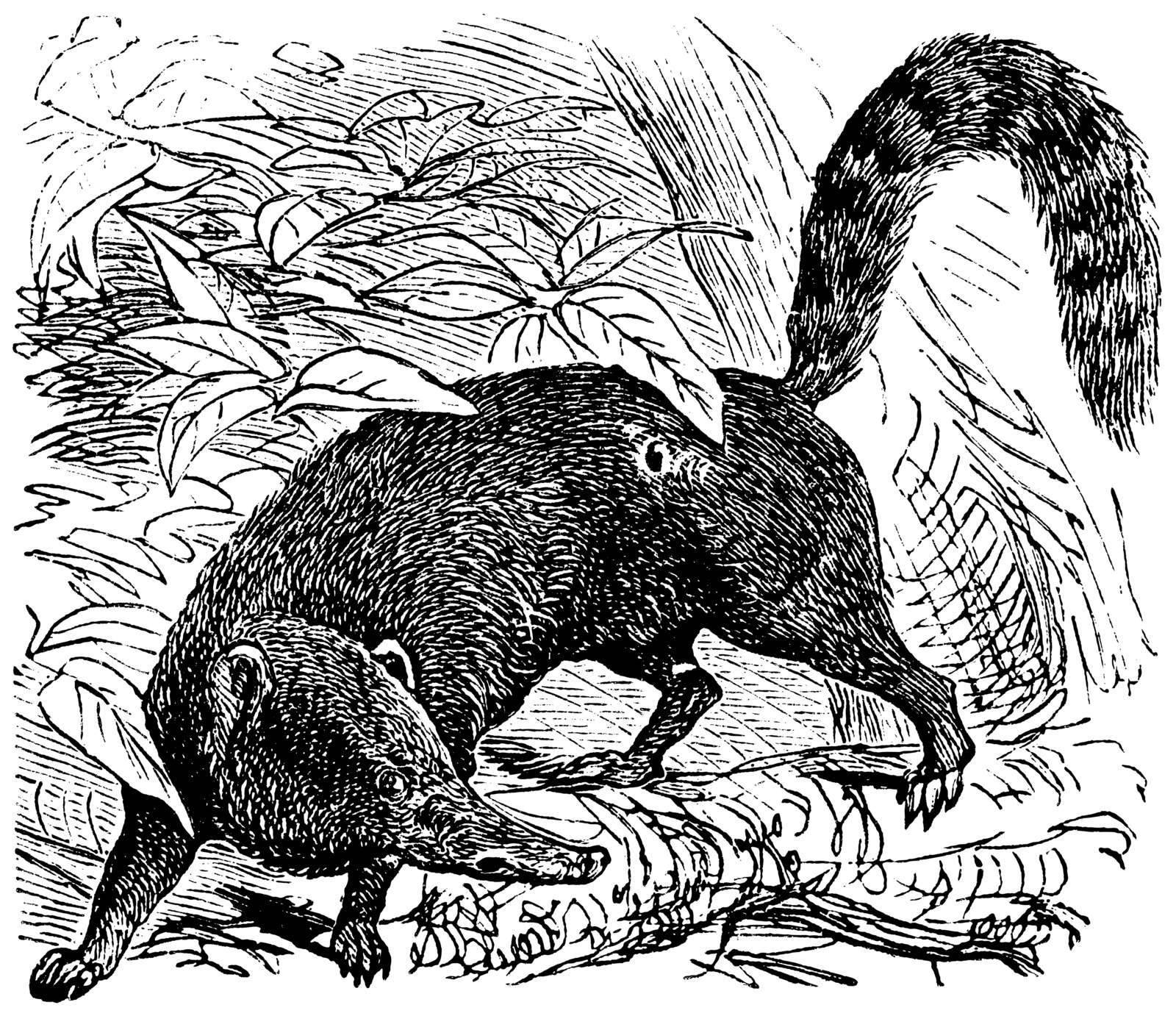 Ring-tailed Coati or South American Coati or Nasua nasua, vintage engraving. Old engraved illustration of a Ring-tailed Coati.