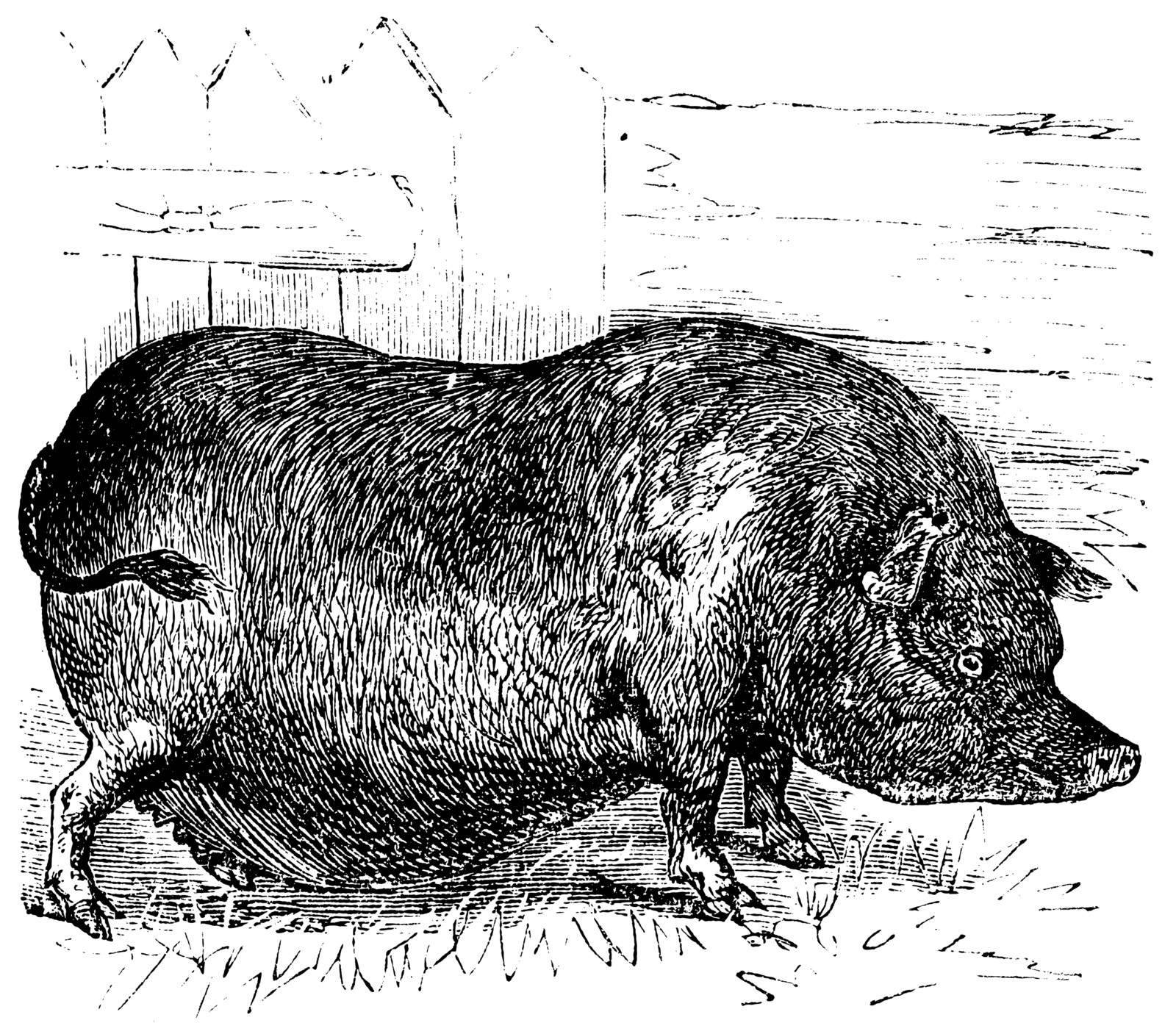 Heude's Pig or Indochinese Warty Pig or Vietnam Warty Pig or Sus bucculentus, vintage engraving. Old engraved illustration of a Heude's Pig.