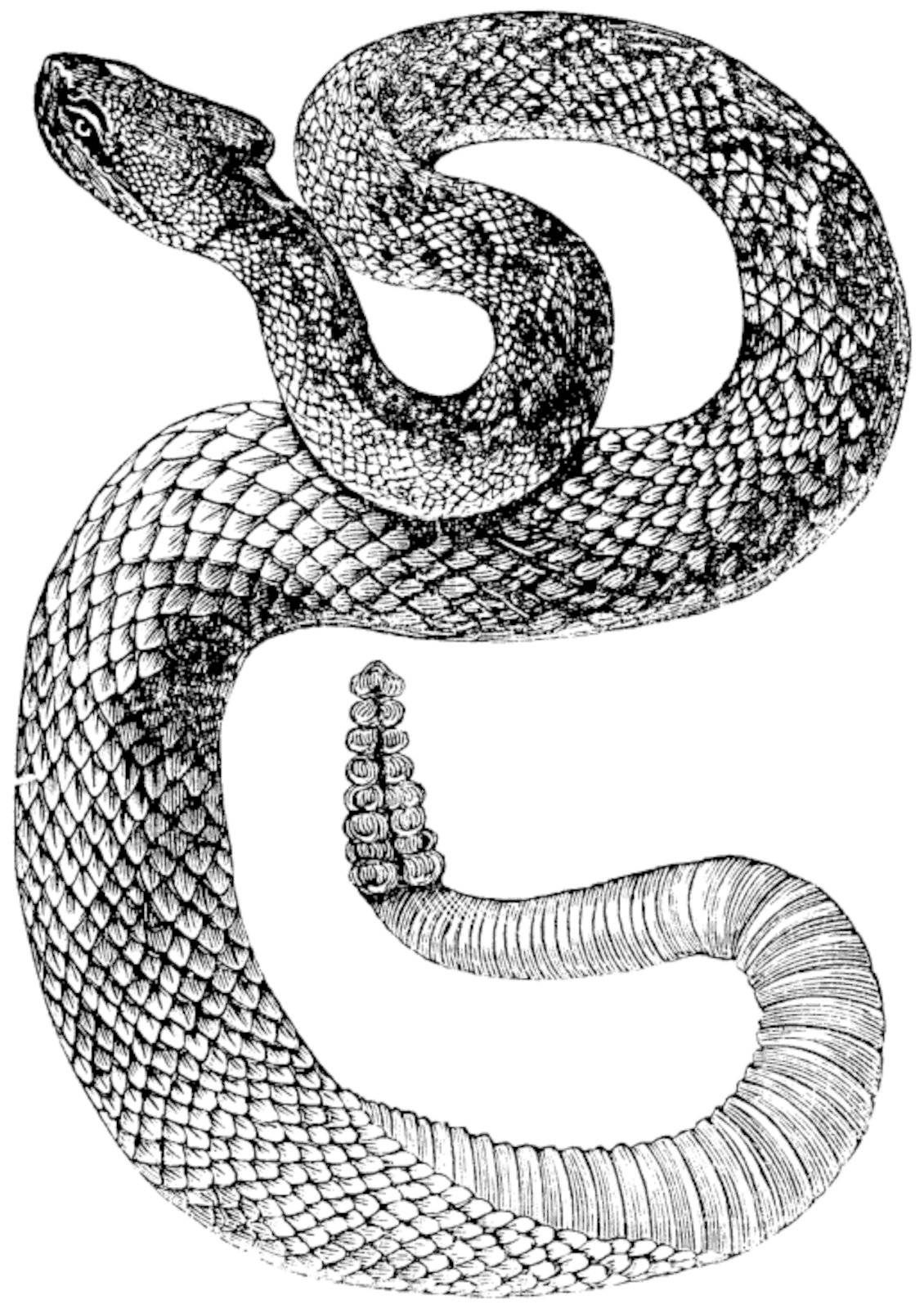 South American Rattlesnake or Tropical Rattlesnake or Crotalus durissus, vintage engraving. Old engraved illustration of a South American Rattlesnake.