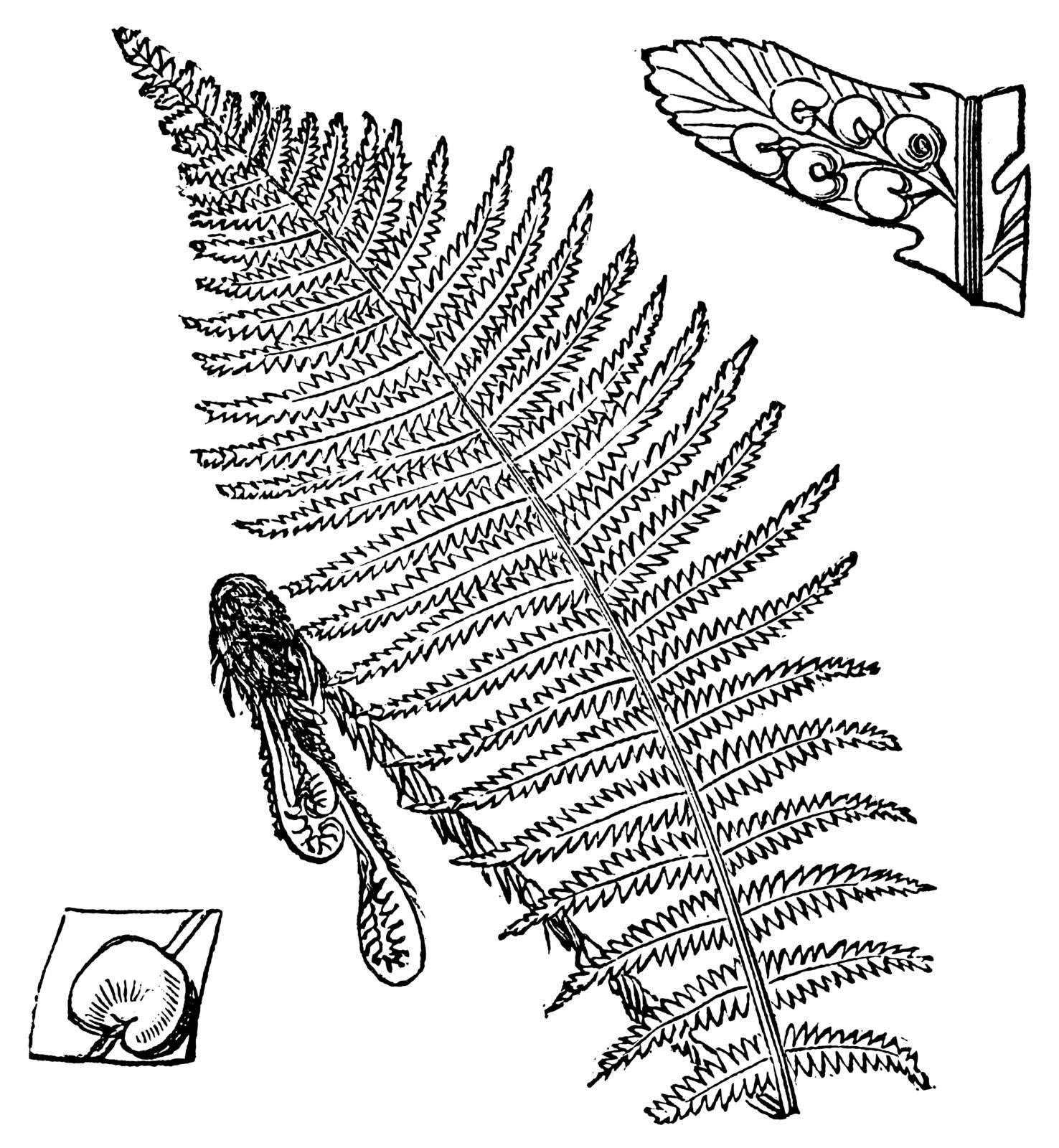 Fern, frond (center) showing spores (lower left and upper right), vintage engraved illustration. Trousset encyclopedia (1886 - 1891).