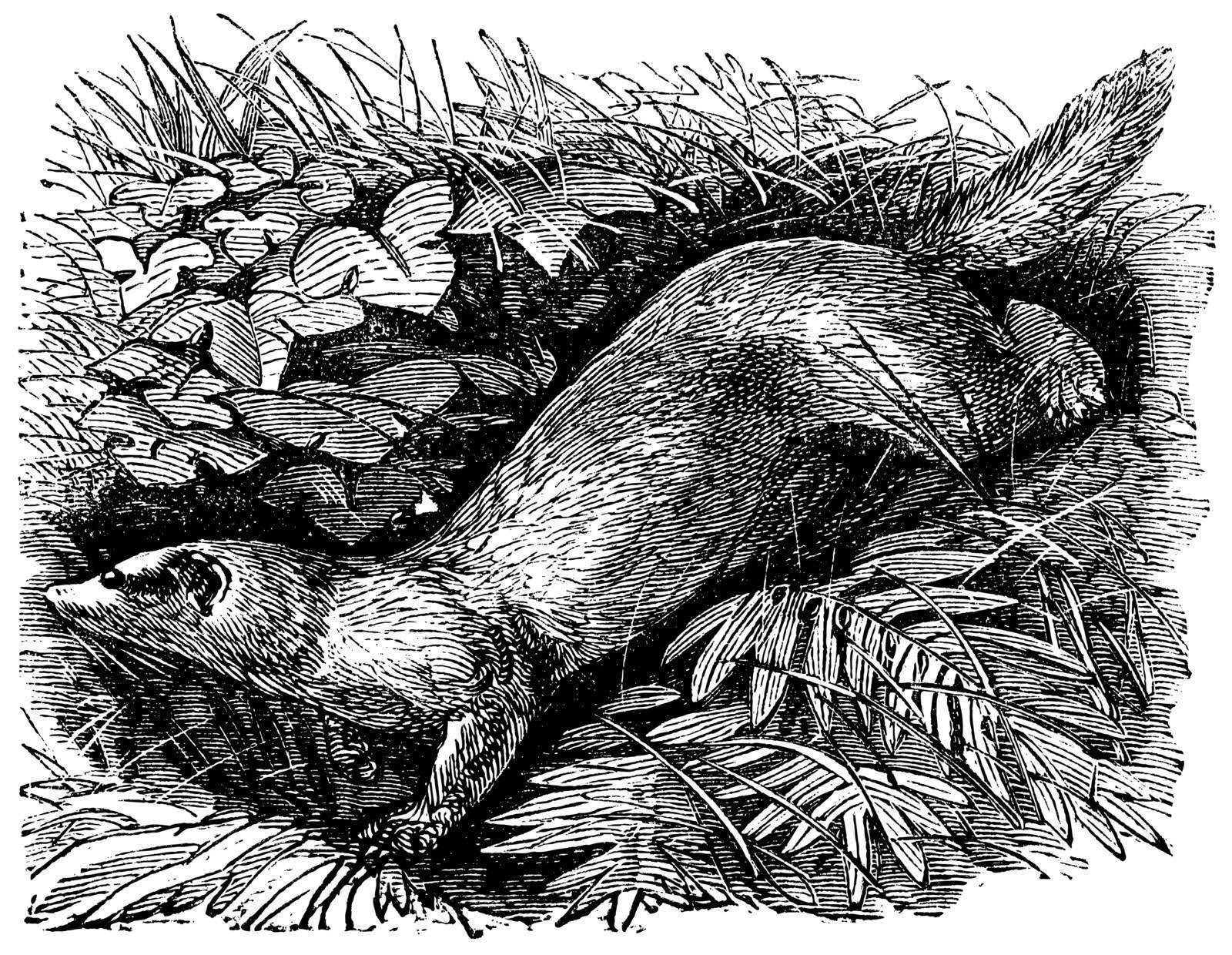 Ferret or Mustela putorius furo, vintage engraving. Old engraved illustration of Ferret, running in the meadow. 