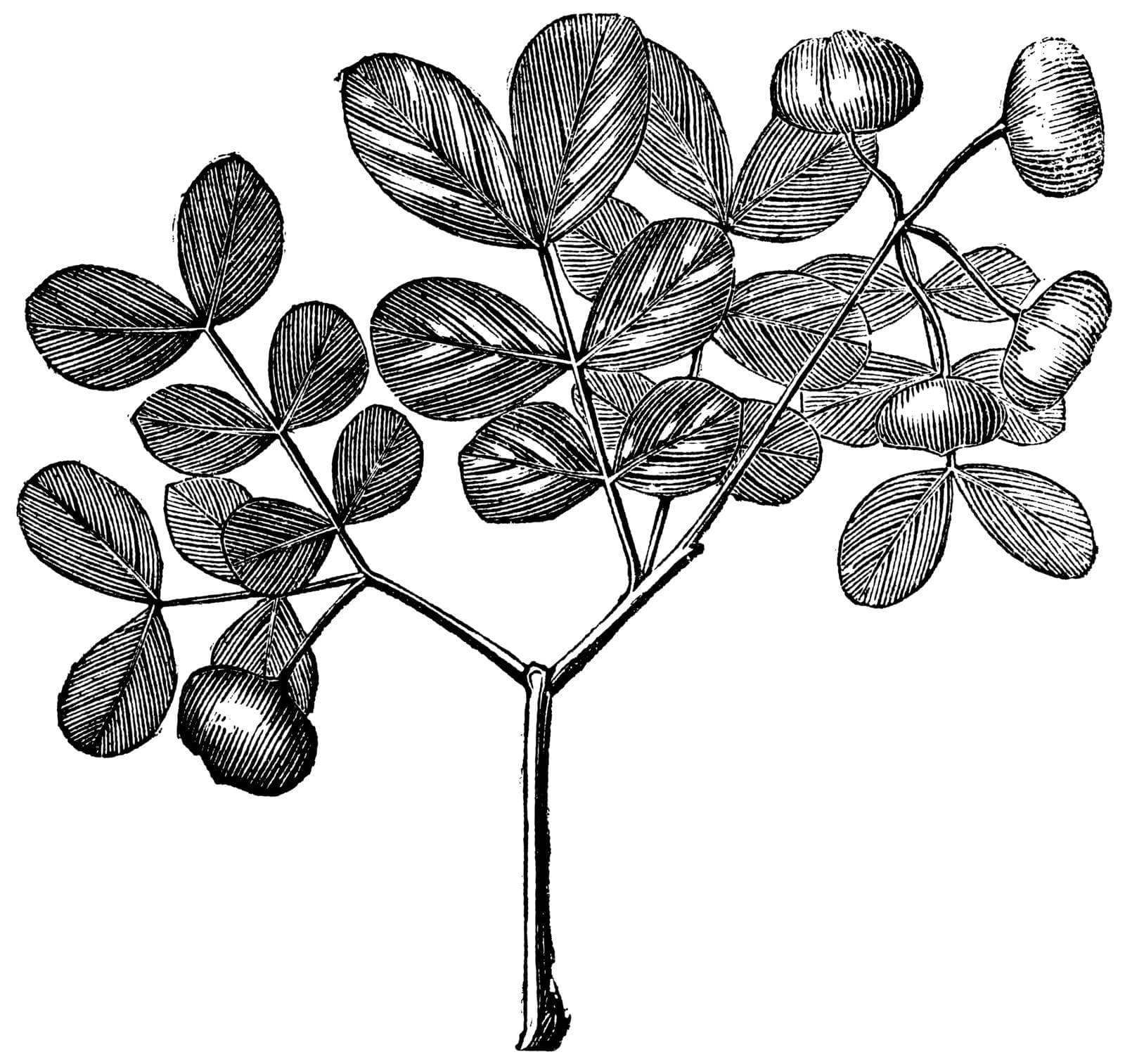 Guaiacum officinale or Roughbark Lignum-vitae, vintage engraving. Old engraved illustration of Guaiacum officinale, leaves isolated on a white background.