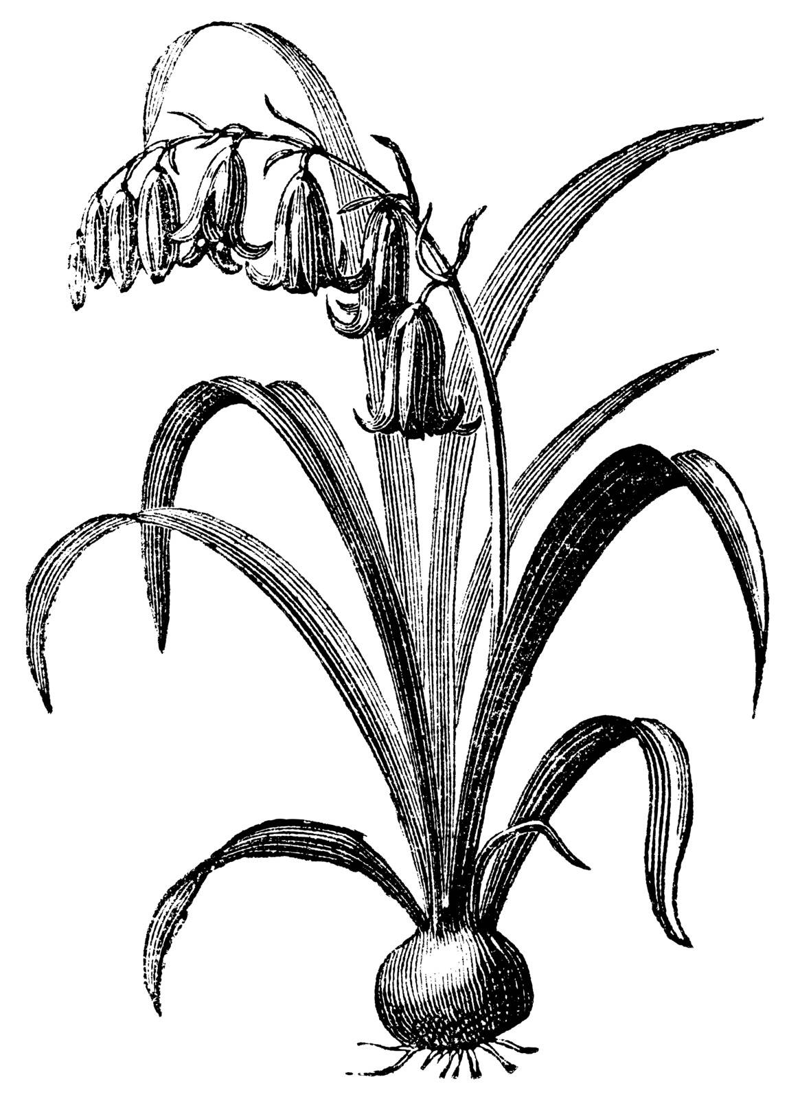 Common bluebell or Hyacinthoides non-scripta or Endymion non-scriptum or Scilla non-scripta or Agraphis nutans, vintage engraving. Old engraved illustration of Common bluebell isolated on a white background. 