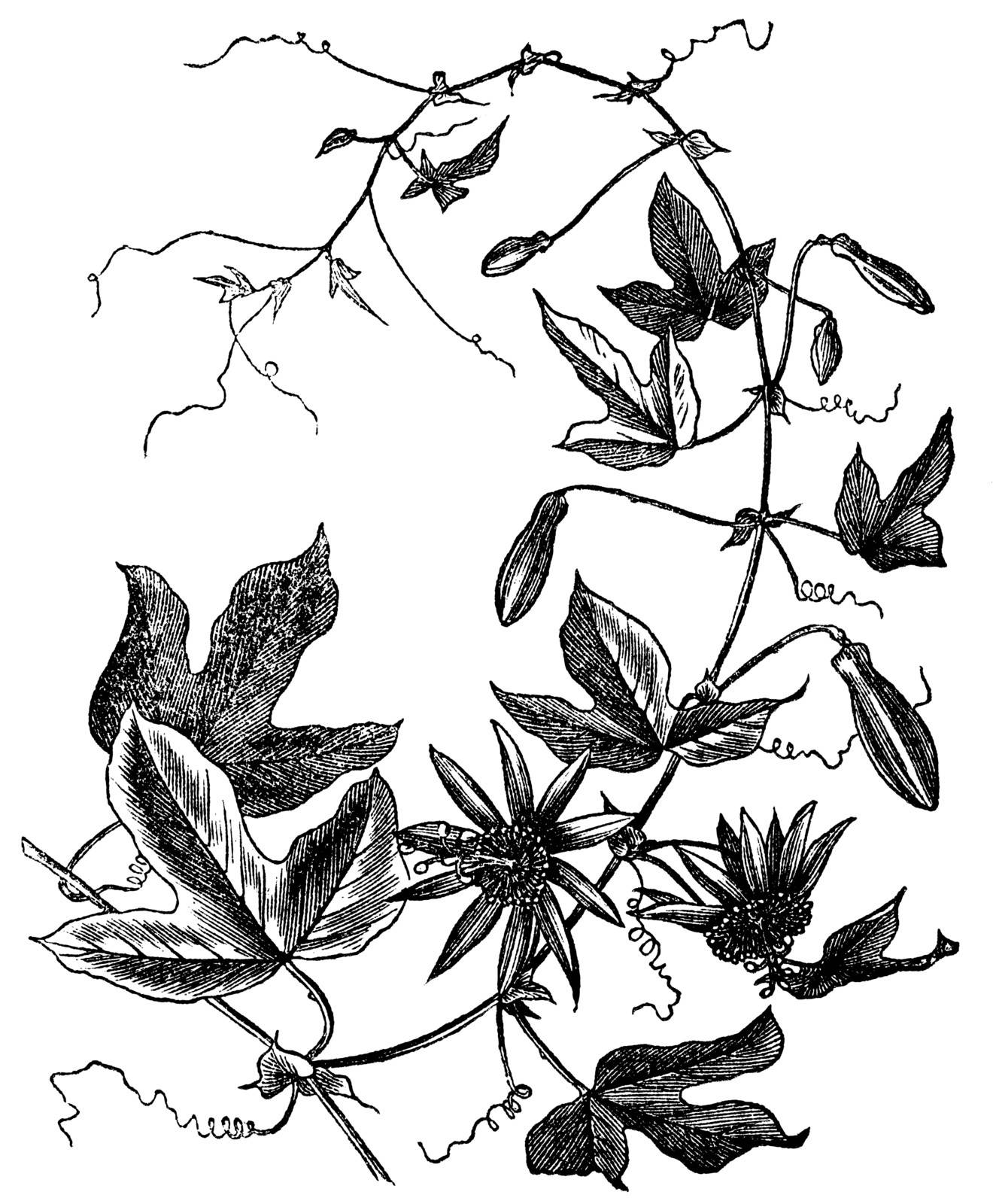 Passion Flower or Passiflora caerulea, vintage engraved illustration. Trousset encyclopedia (1886 - 1891).