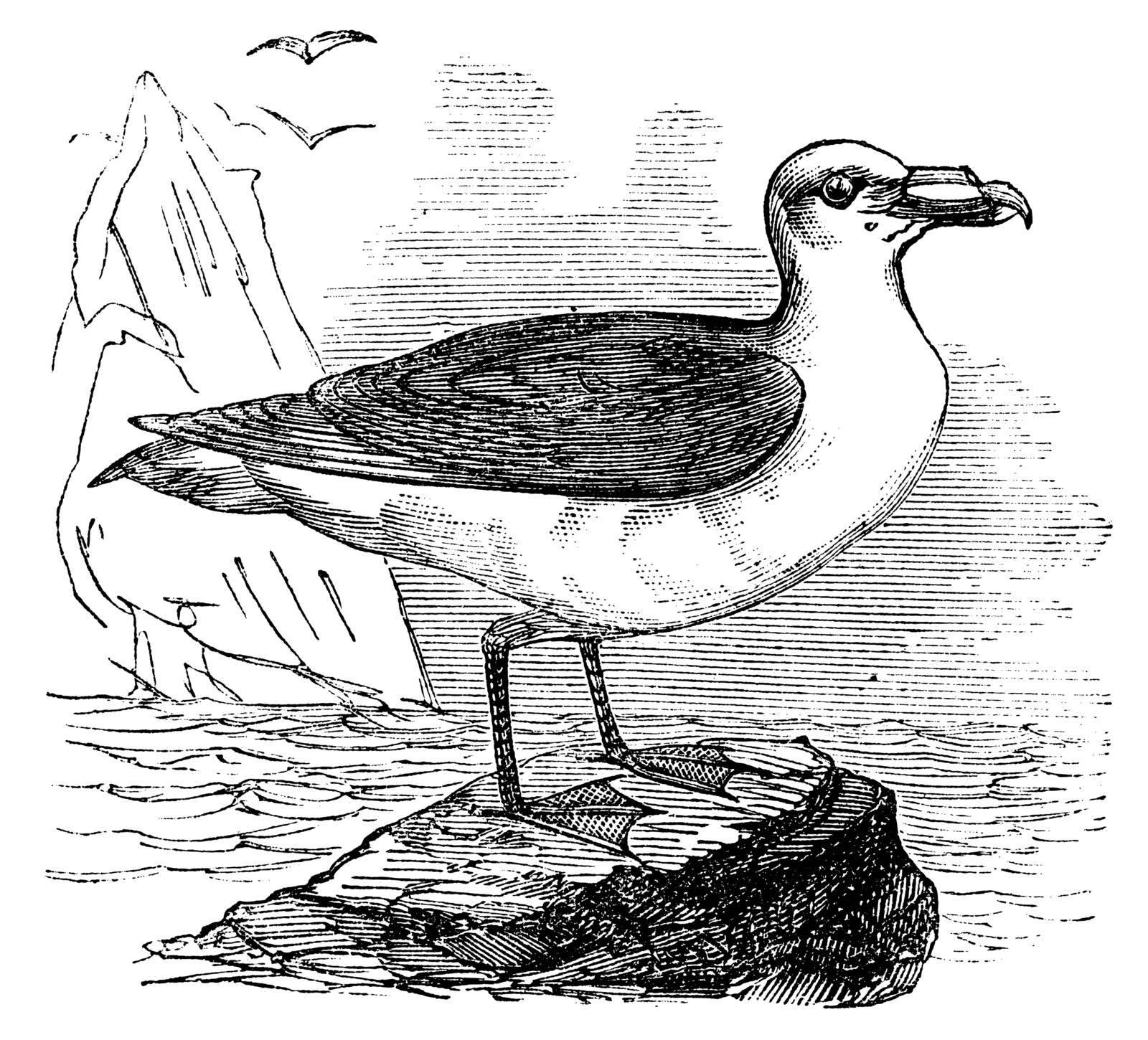 Grey Petrel or Brown Petrel or Pediunker or Grey Shearwater or Procellaria cinerea, vintage engraved illustration. Trousset encyclopedia (1886 - 1891).