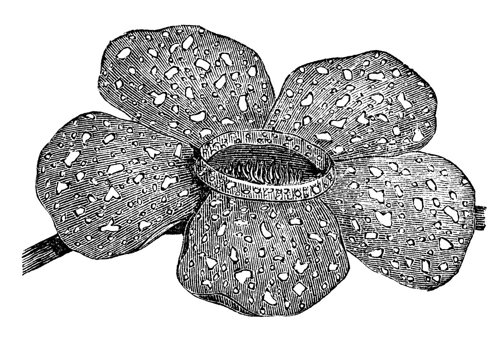 Rafflesia arnoldii or Rafflesia titan or Corpse flower, vintage engraving. Old engraved illustration of Rafflesia arnoldii. 