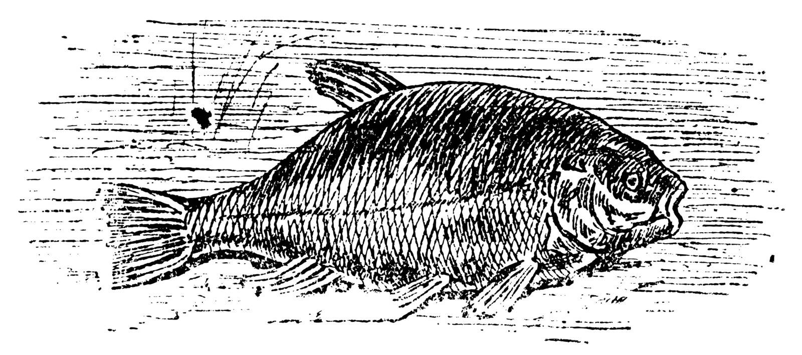 Common tench (Cyprinus tinca), vintage engraved illustration. Trousset encyclopedia (1886 - 1891). 