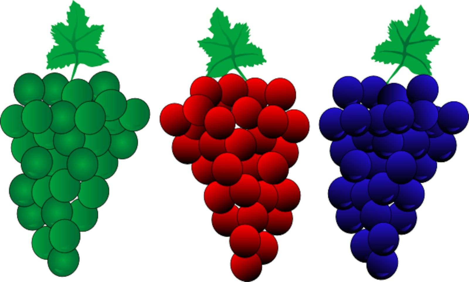 Grapes (VECTOR) by Editorial