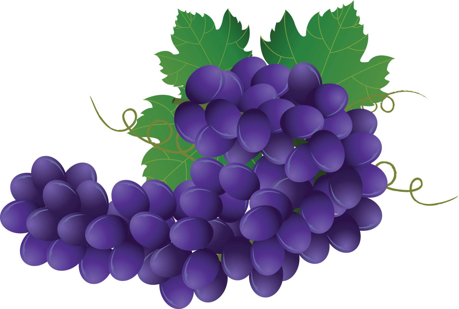 Vector image of violet grape with green leaves