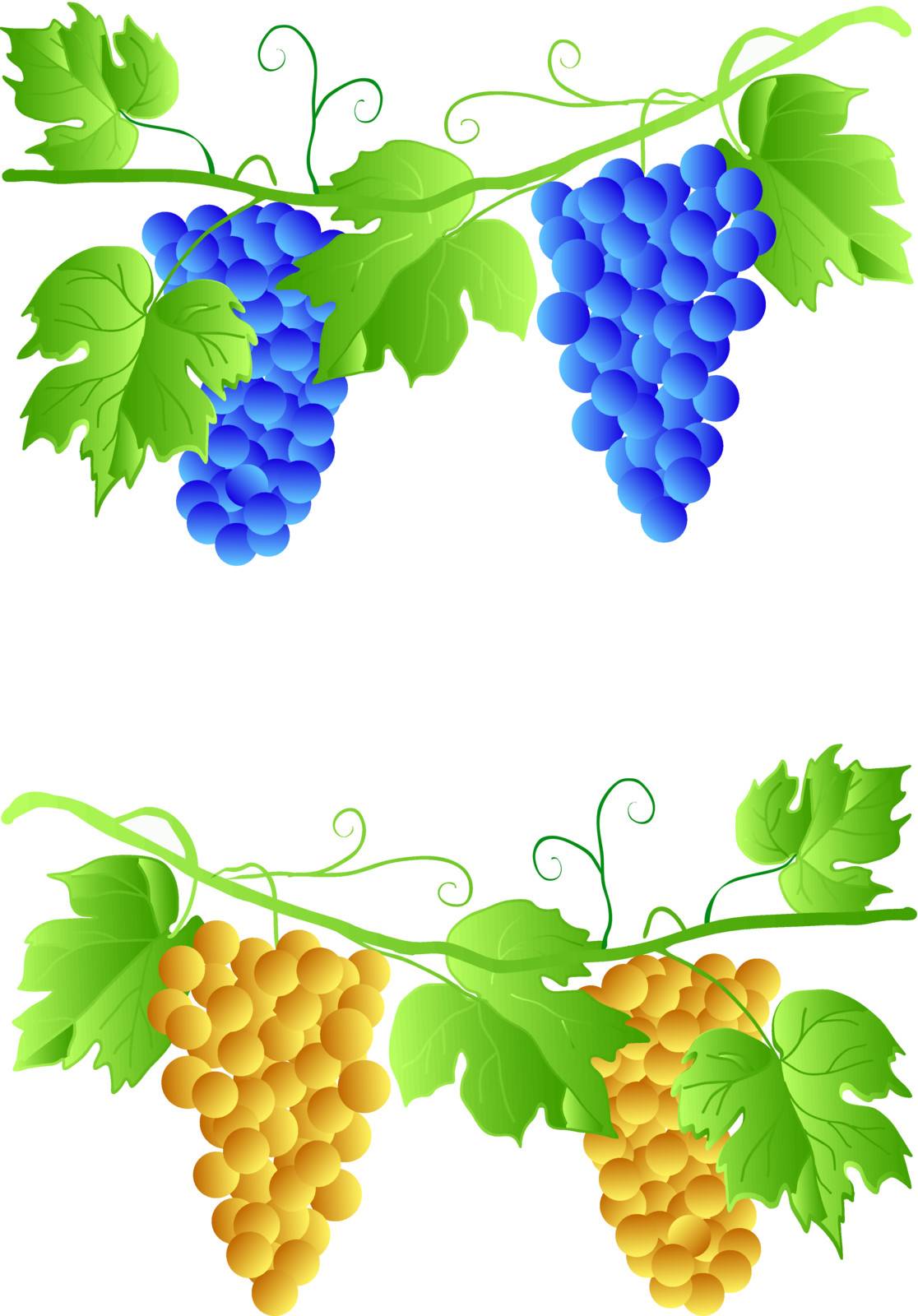 EPS 10 Grapevine of two colors on a white background
