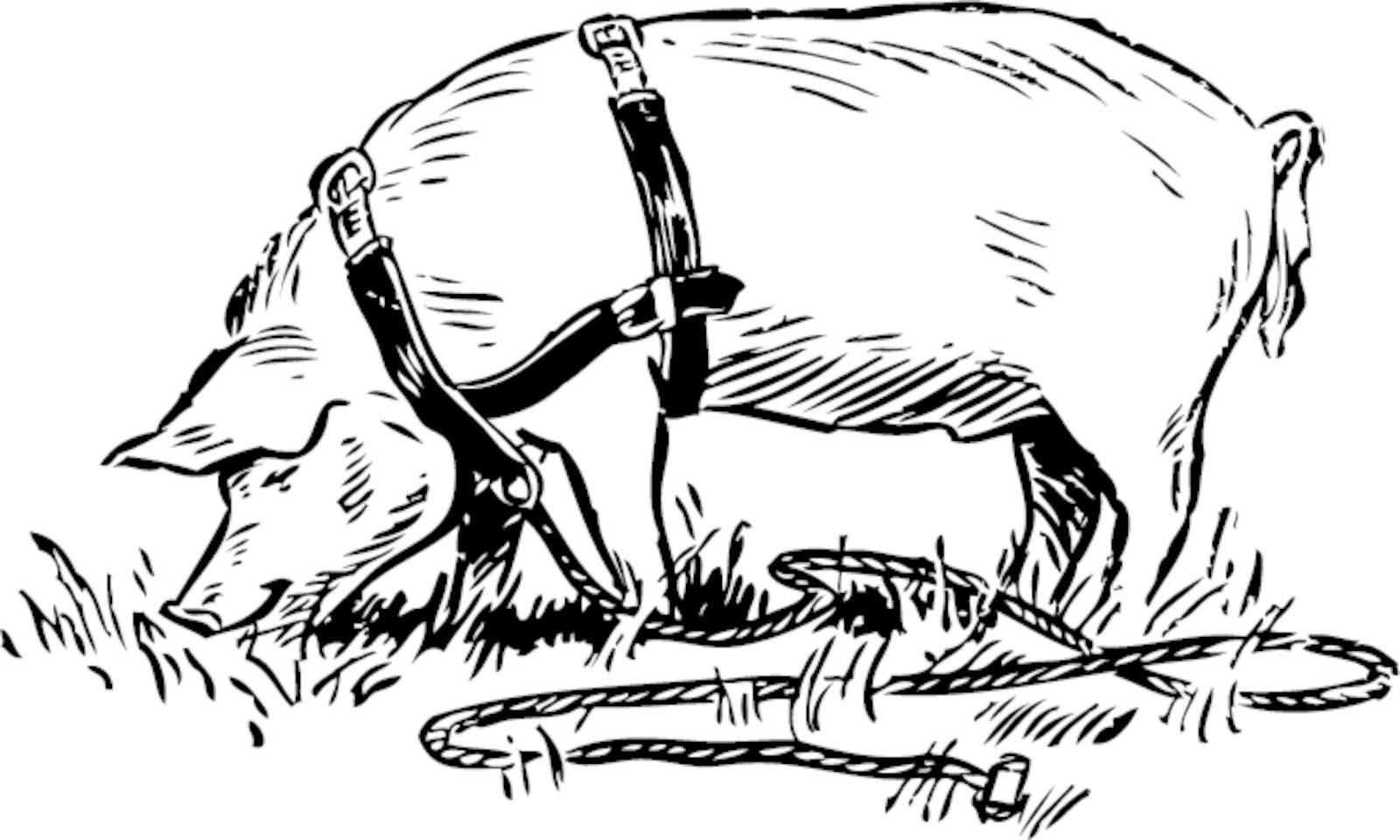 illustration of pig with lead
