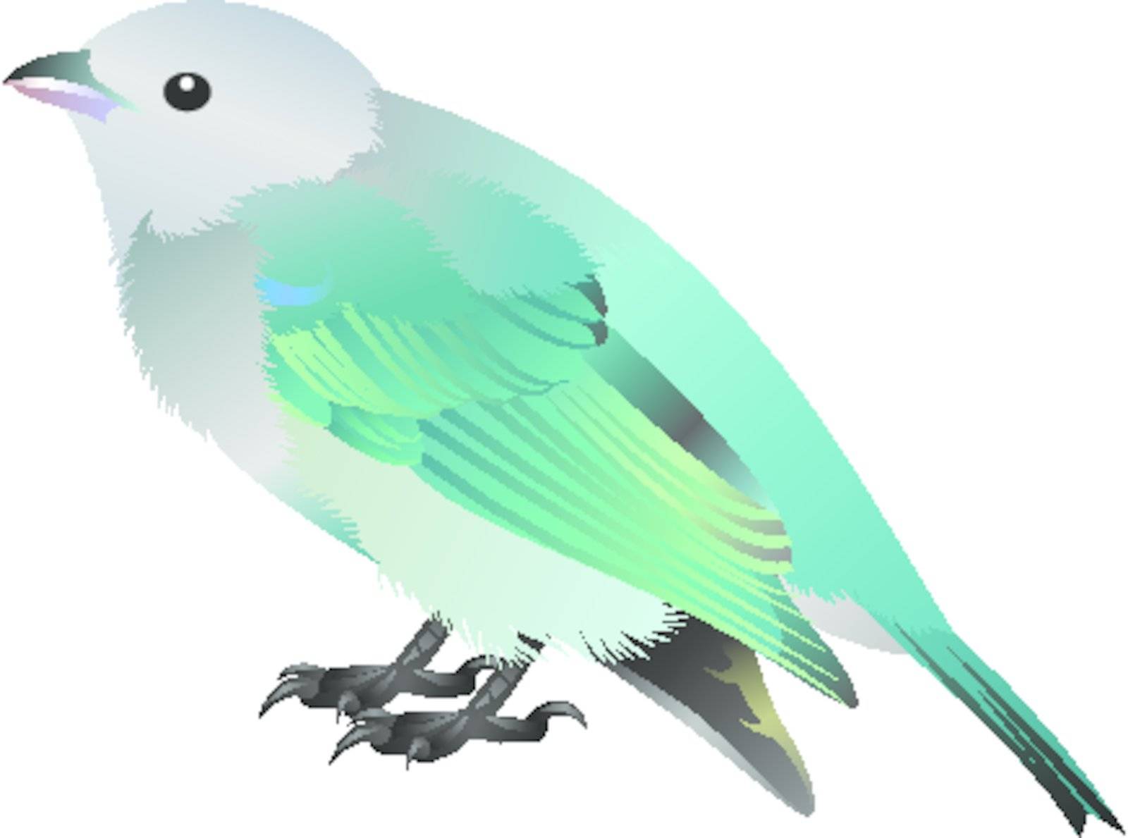 illustration of a grey bird with cyan wings