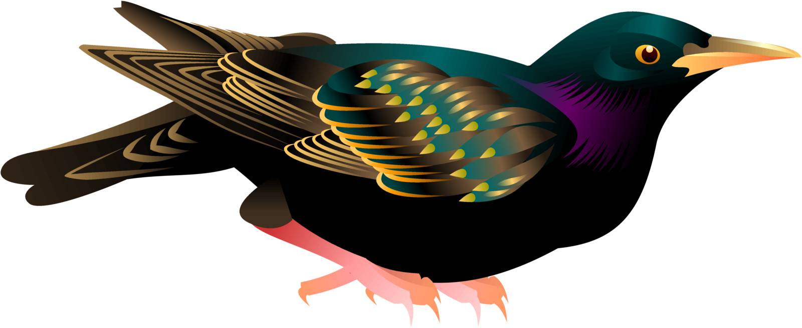 illustration of a black bird