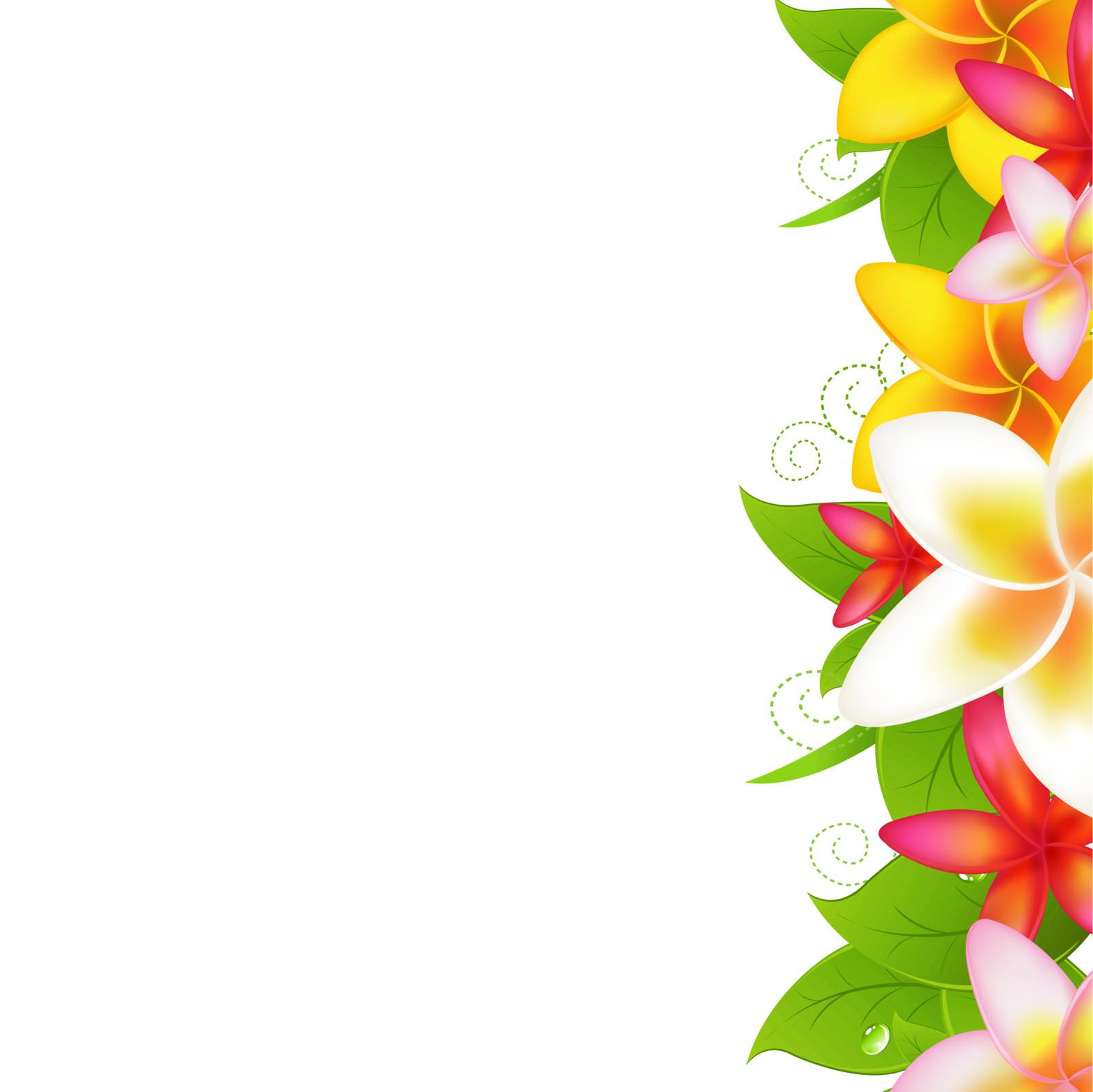 Tropical Flowers Frangipani, Isolated On White Background, Vector Illustration