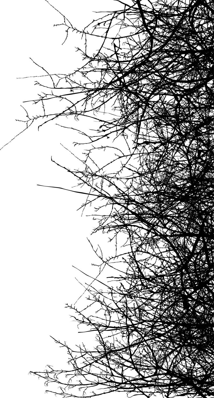 Dry bush silhouettes over white background