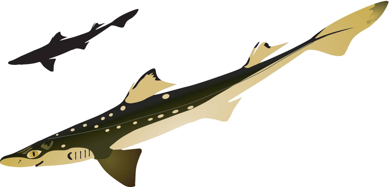 vectors piked dogfish  by Larser