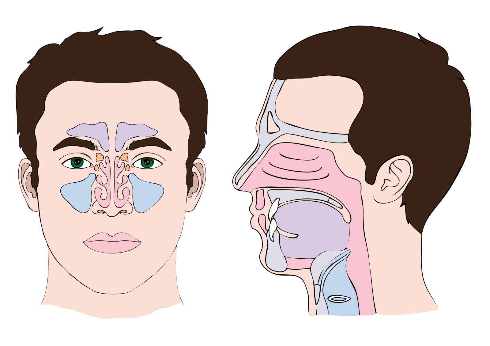 Anatomy of the nose and throat