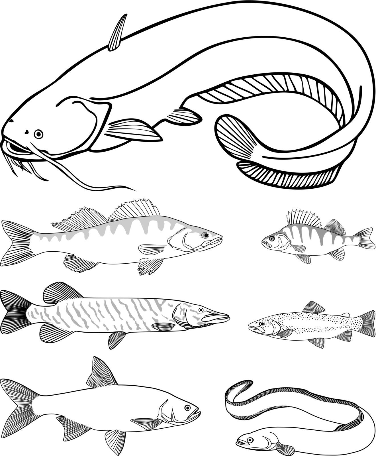 vector drawing catfish, zander, perch, pike, trout, eel, asp
