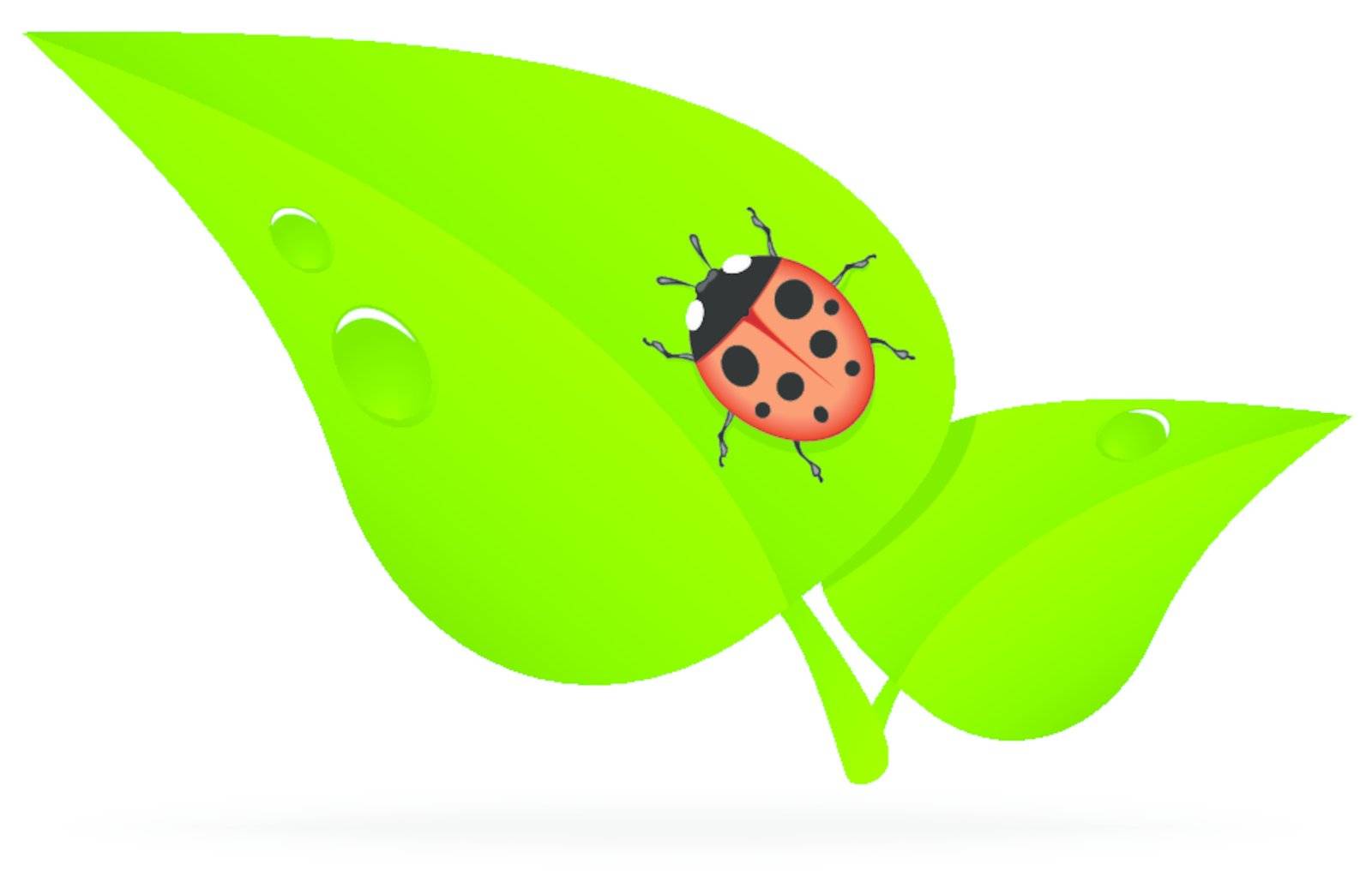ladybug on a green leaf with dew drops
