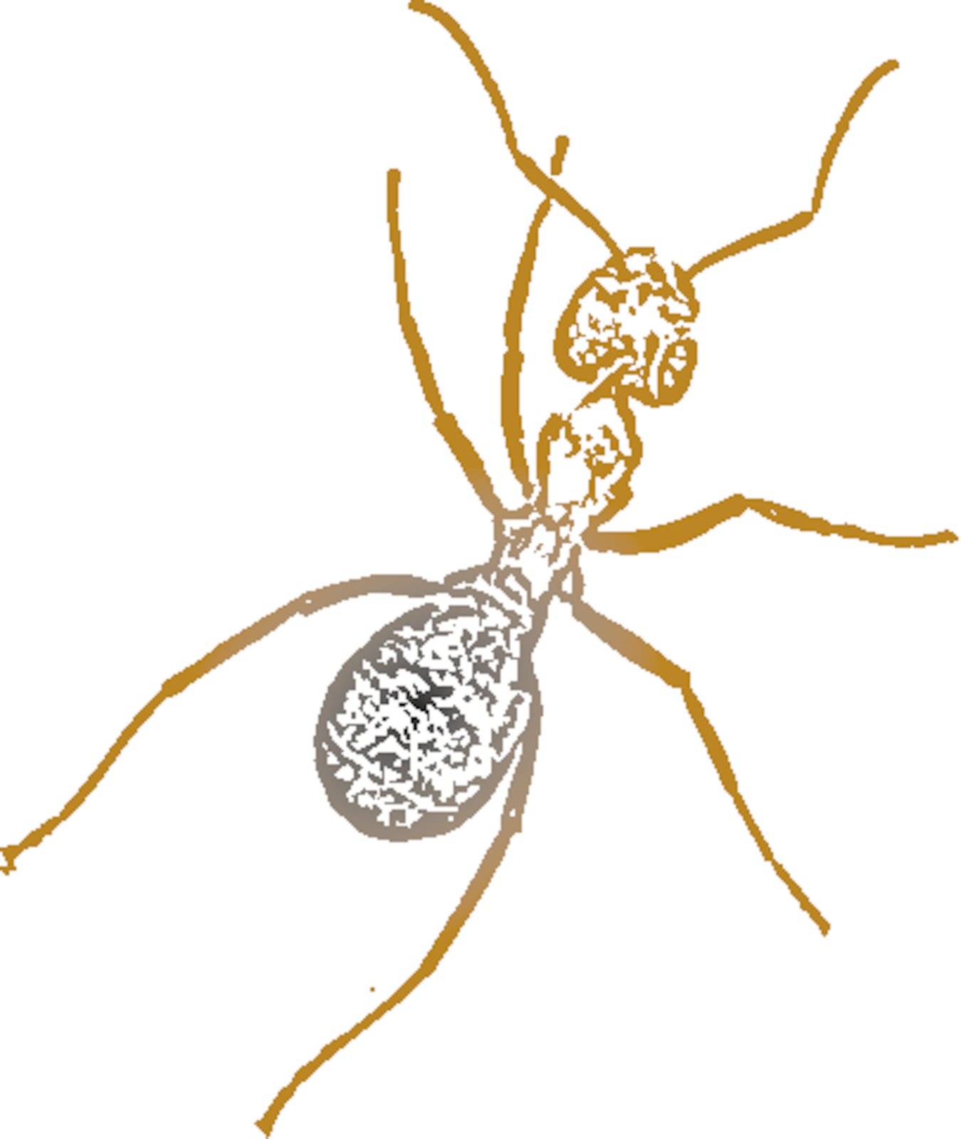 Vector image of a ant