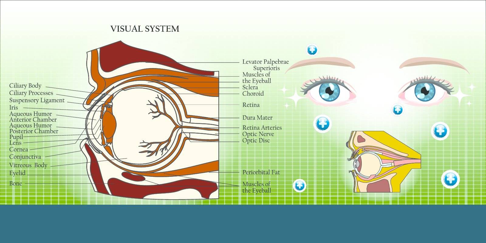 Visual system and eye anatomy illustration background