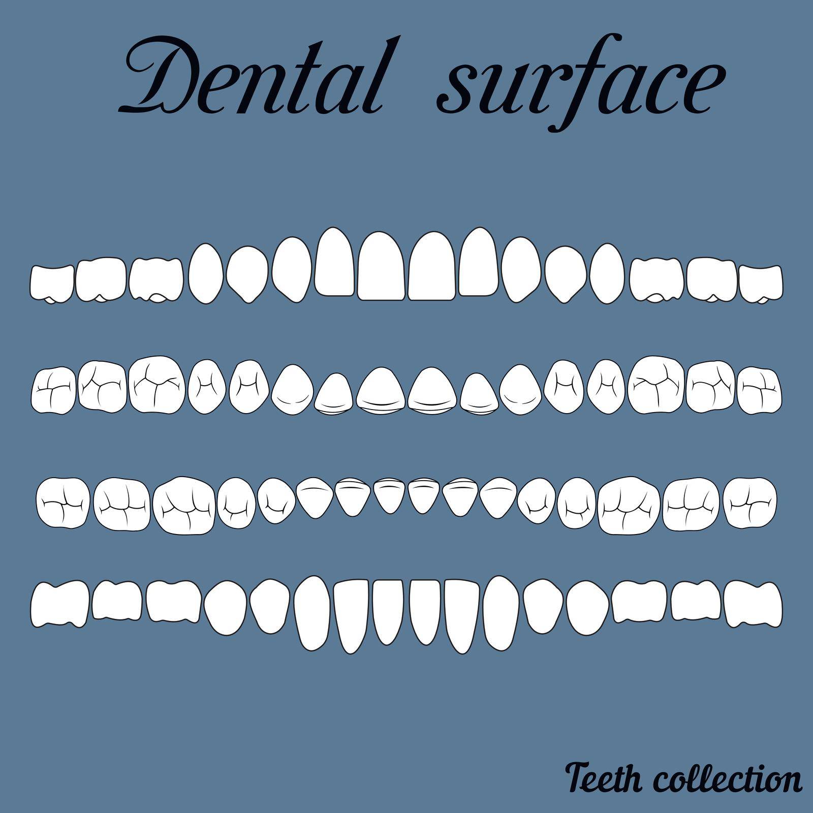 dental surface upper and lower jaw , the chewing surface of teeth incisor, canine, premolar, bikus, molar , wisdom tooth, in vector for print or design