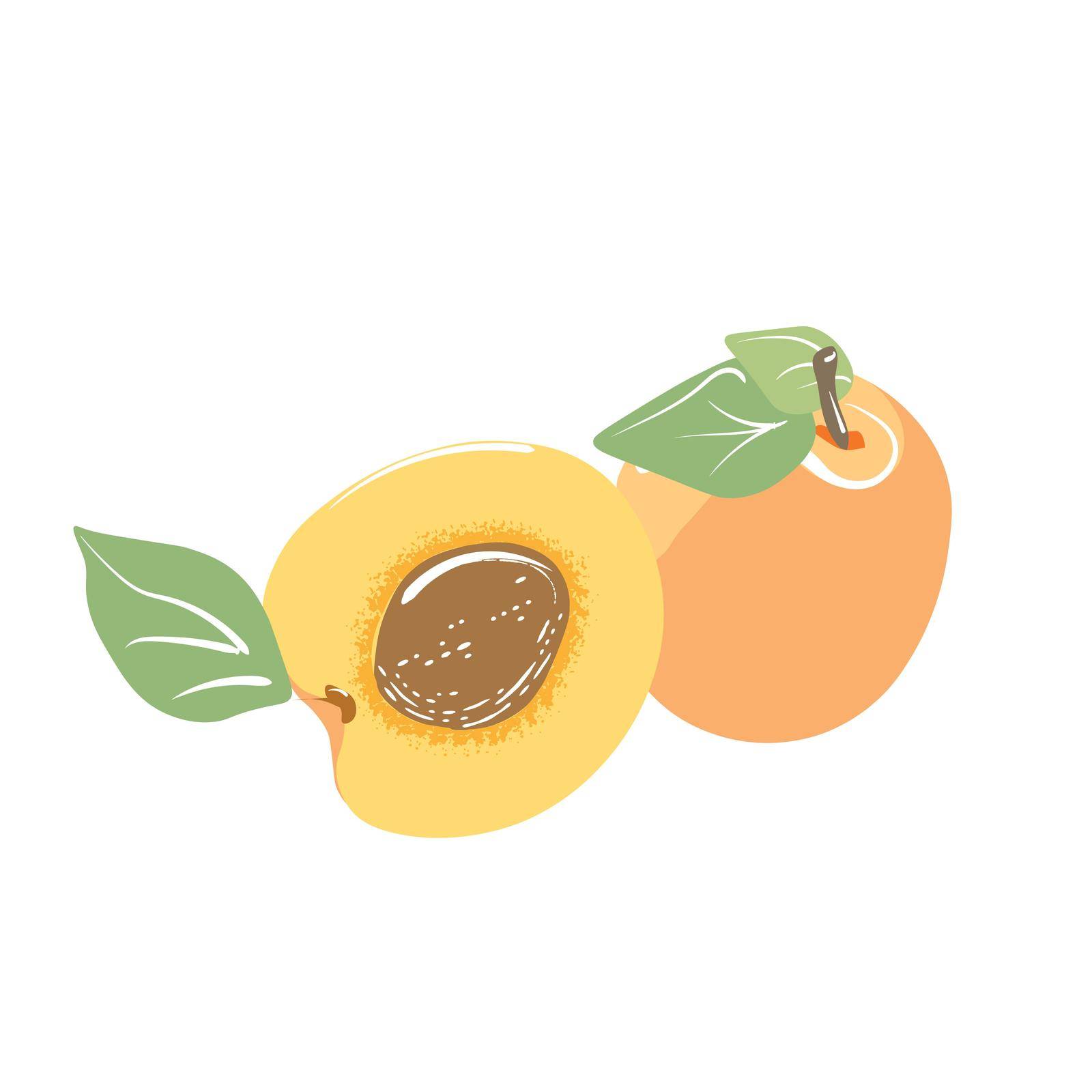A whole apricot and a half. Isolated vector image