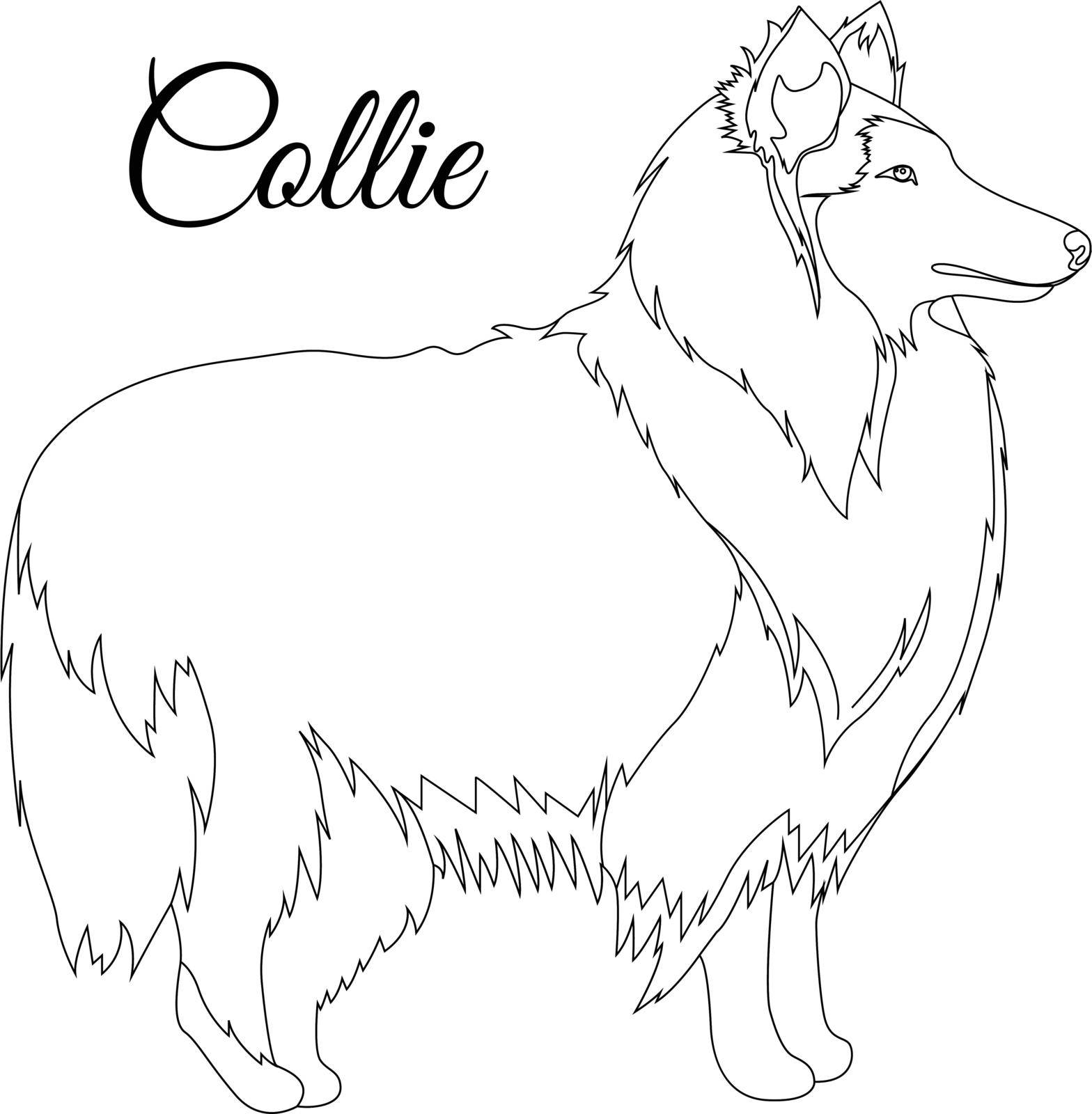 Collie dog outline vector illustration