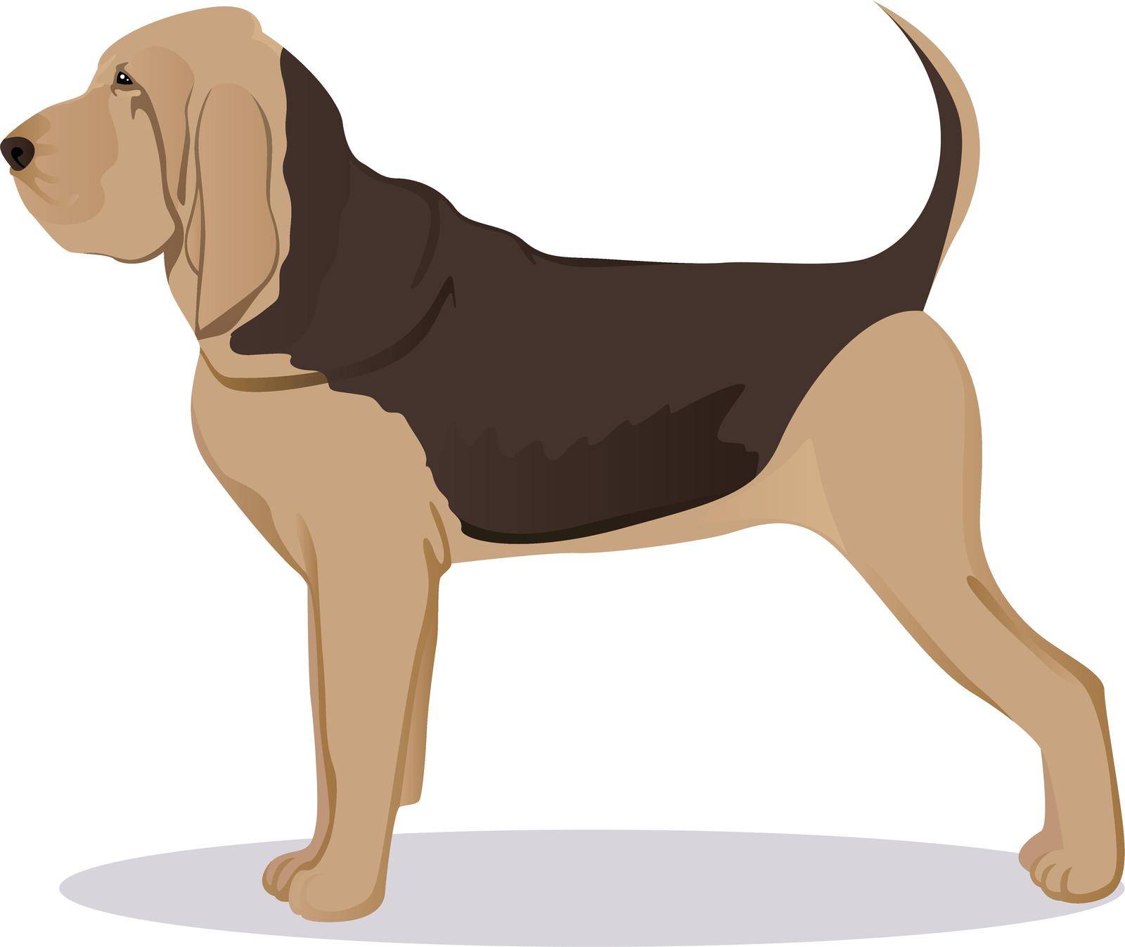 Bloodhound dog by Marishkayu
