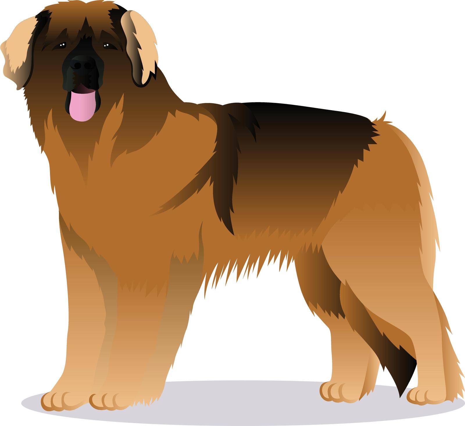 Leonberger dog vector illustration