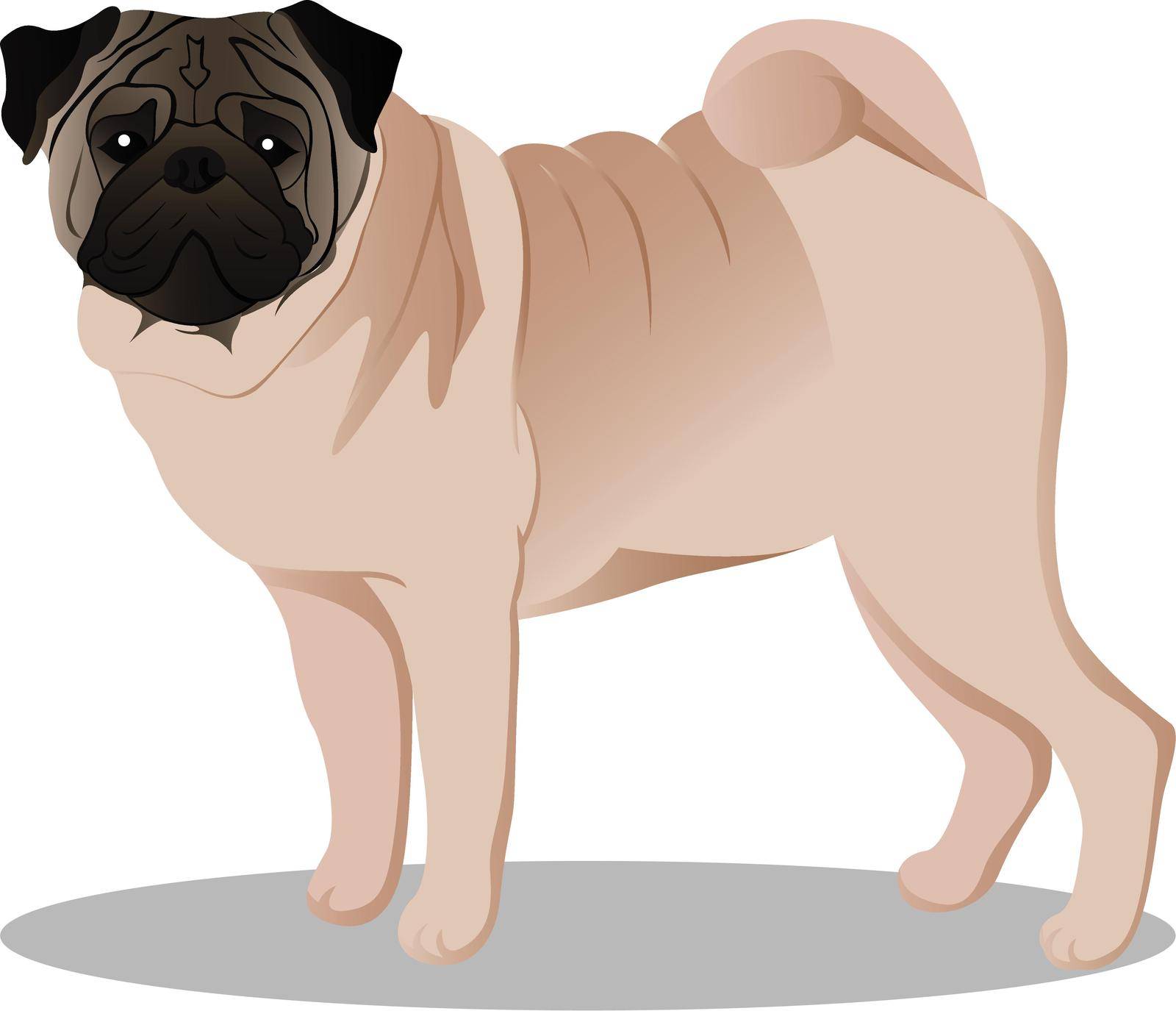 Pug dog vector illustration