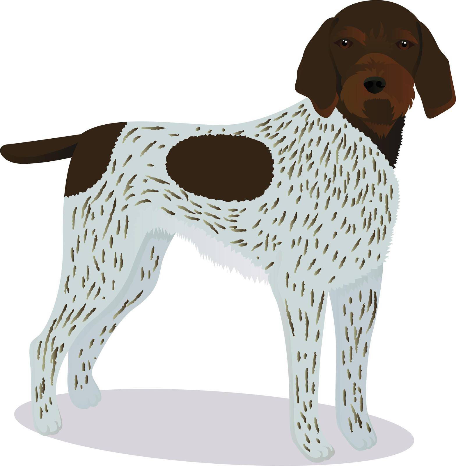 Drachhaar dog vector illustration