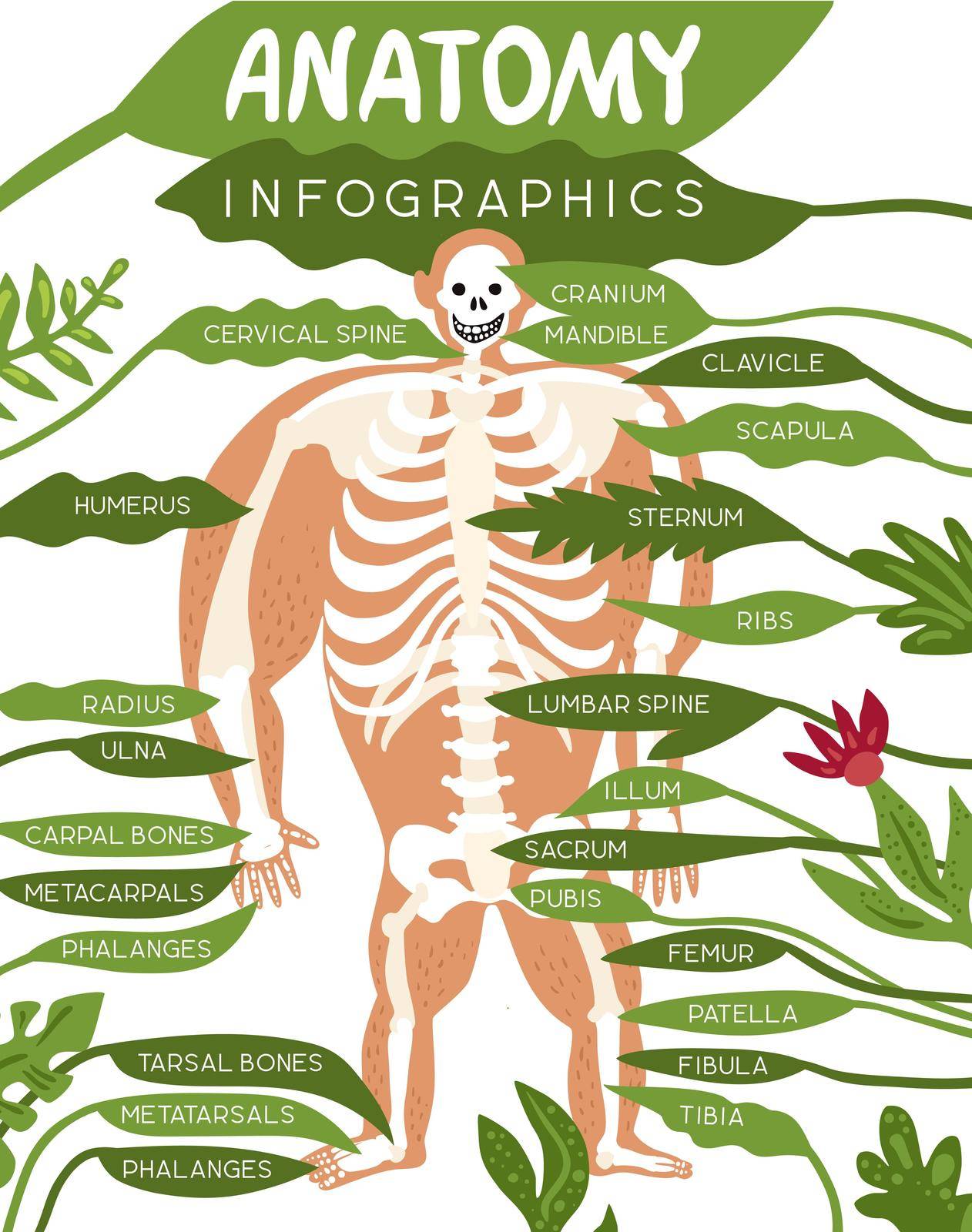 Skeleton Anatomy Infographics by mstjahanara