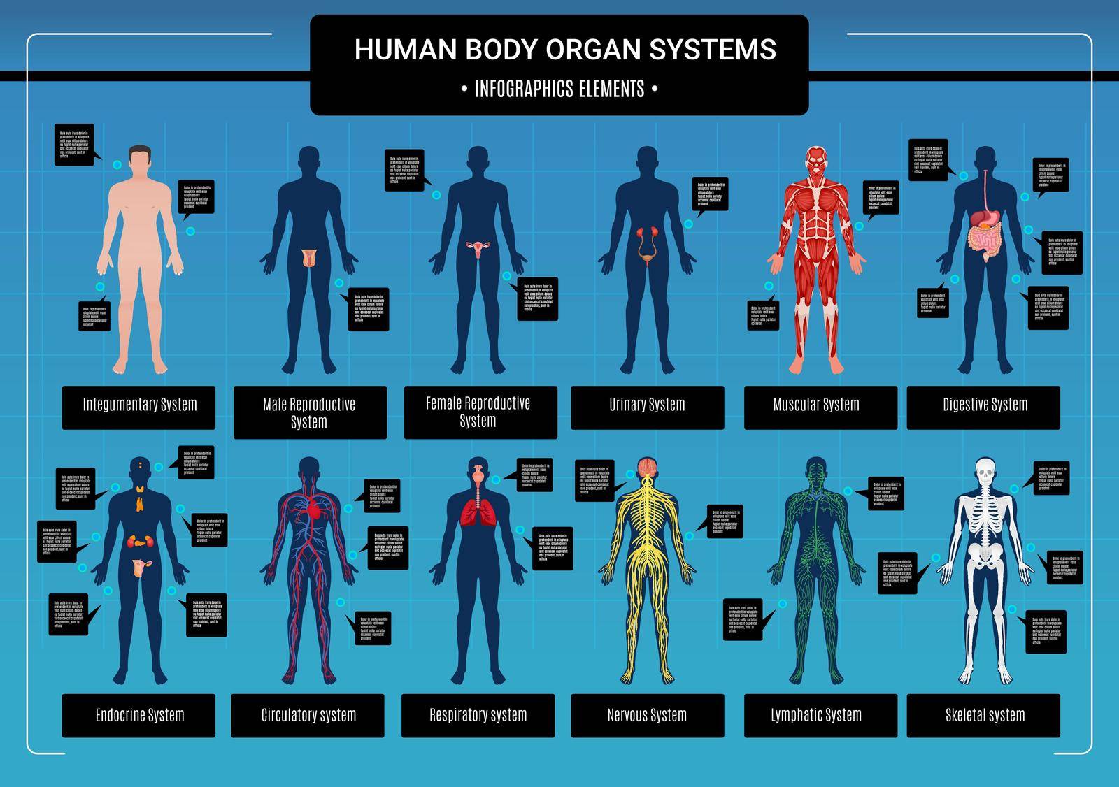 Human Body Infographics by mstjahanara
