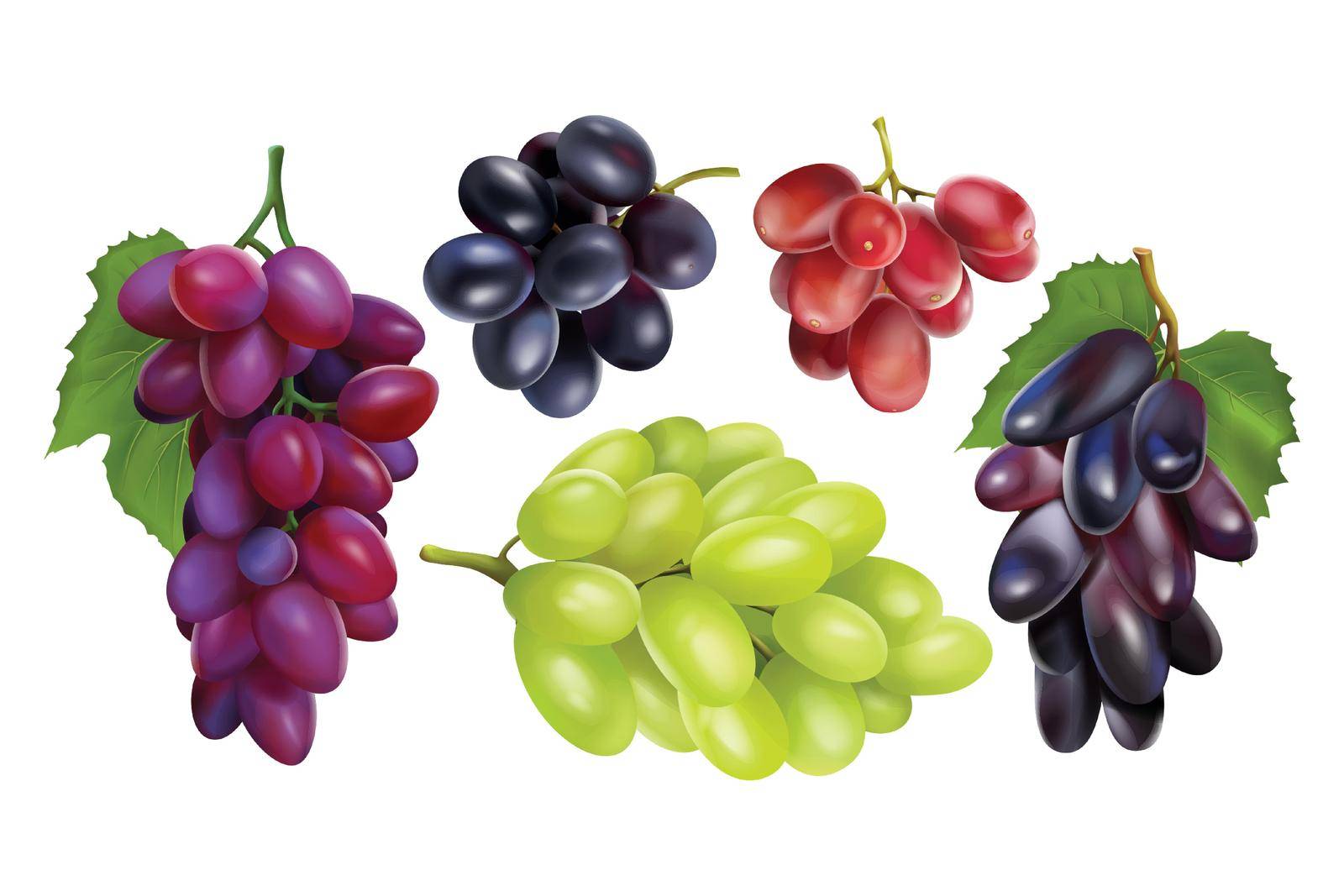 Realisitc grapes set. Collection of realism style drawn 3d miscellaneous branches of green blue table grape wine autumn plants fresh fruits isolated on white background. Vine food berry objects icons.