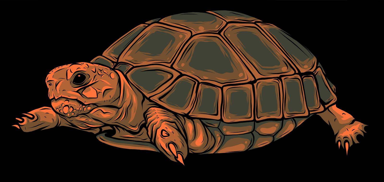 Cartoon vector on black background turtle. vector by dean
