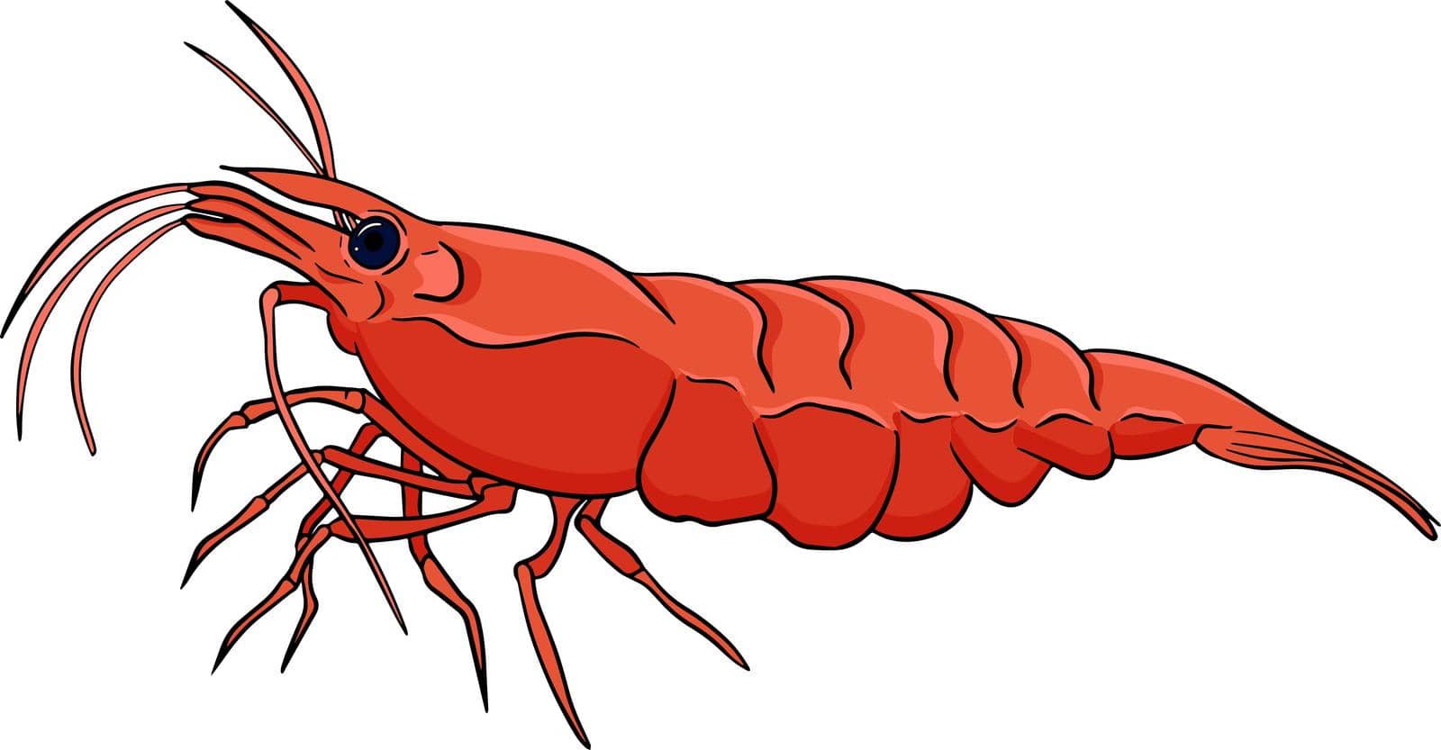 Shrimp, prawn icons set. Collection shrimp, without shell, meat. Realistic vector illustration by Olena_Mykhailenko